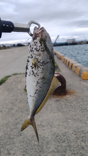 ネリゴの釣果