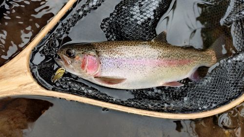 ニジマスの釣果