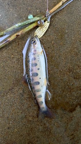 ヤマメの釣果
