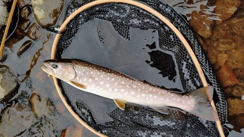 アメマスの釣果