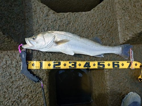 シーバスの釣果