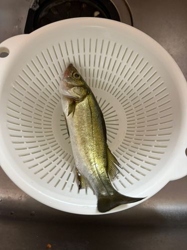 セイゴ（マルスズキ）の釣果
