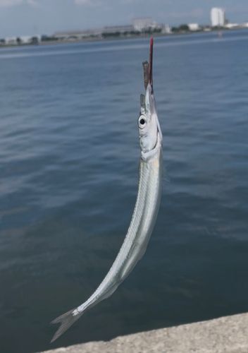 サヨリの釣果