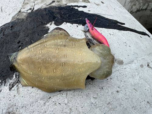 コウイカの釣果