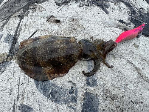 アオリイカの釣果