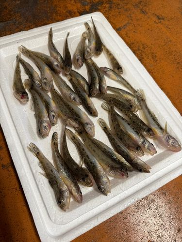 ハゼの釣果