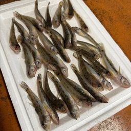 立田大橋の釣果・釣り場情報【2026年最新】 - アングラーズ | 釣果600