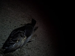 クロソイの釣果