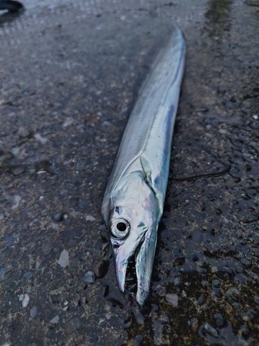 タチウオの釣果