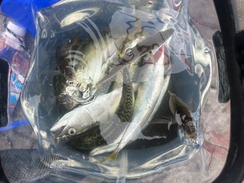 サバの釣果