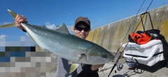 ブリの釣果