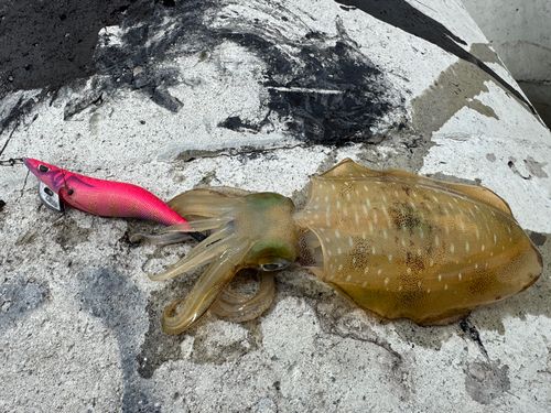 アオリイカの釣果