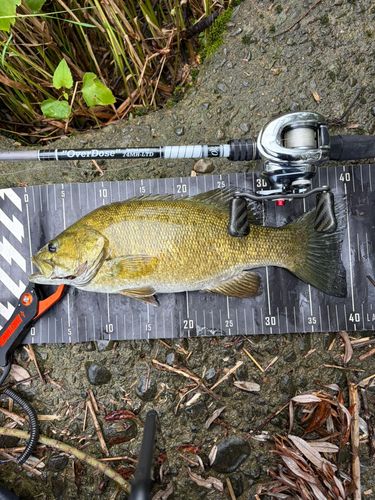 スモールマウスバスの釣果