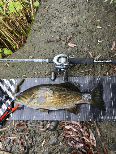 スモールマウスバスの釣果