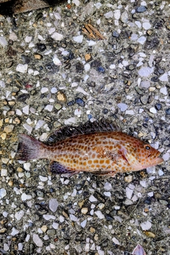 オオモンハタの釣果