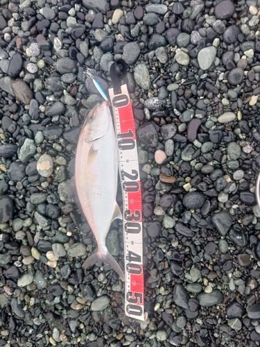 カンパチの釣果