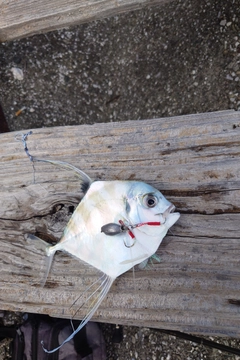 イトヒキアジの釣果