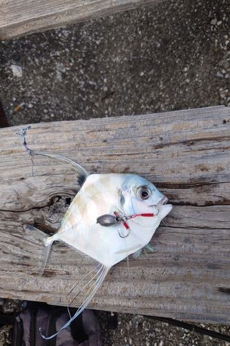 イトヒキアジの釣果