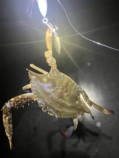 ワタリガニの釣果