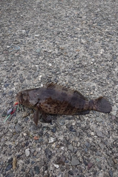 チャイロマルハタの釣果