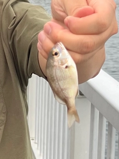 チャリコの釣果