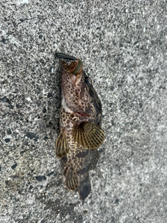 タケノコメバルの釣果