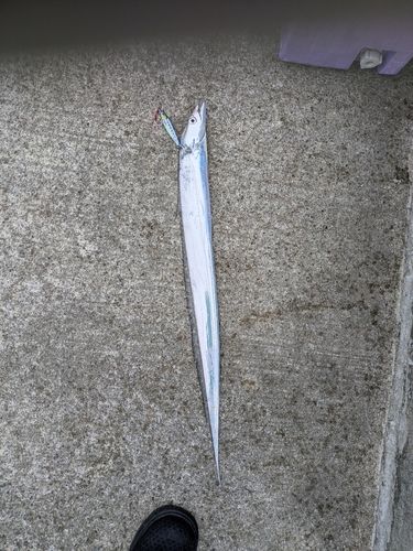 タチウオの釣果