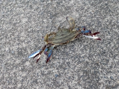 タイワンガザミの釣果