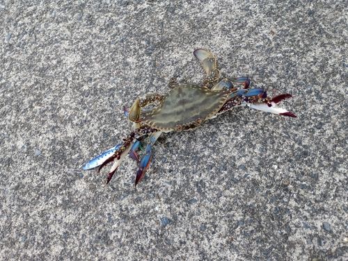 タイワンガザミの釣果