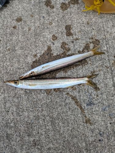 カマスの釣果