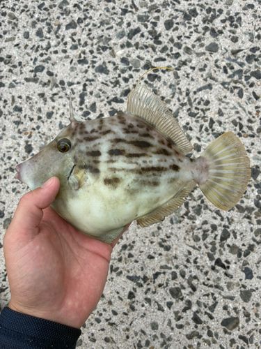 カワハギの釣果
