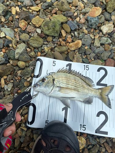 ミナミクロダイの釣果