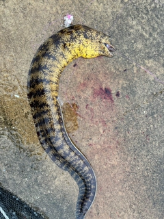 ウツボの釣果