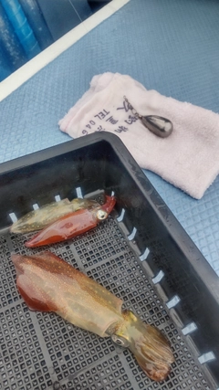 マルイカの釣果