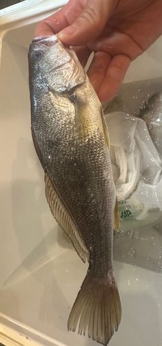 スズキの釣果