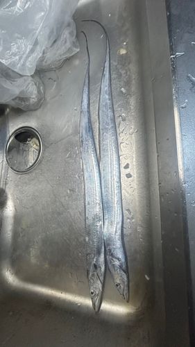 タチウオの釣果