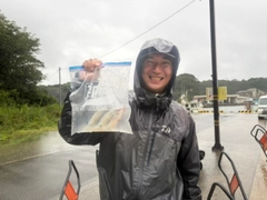 マルイカの釣果