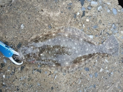 ソゲの釣果