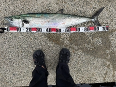サワラの釣果