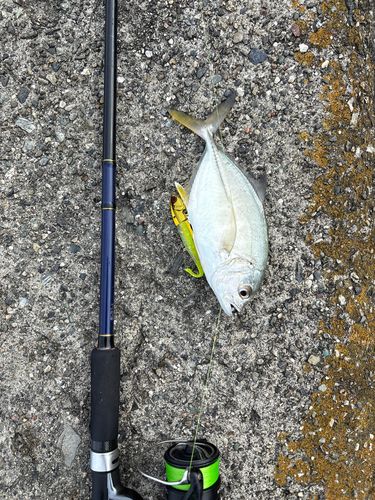 メッキの釣果