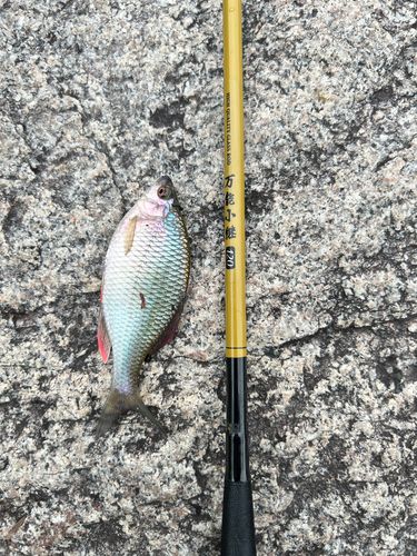 木浜5号水路の釣果・釣り場情報【2026年最新】 - アングラーズ | 釣果