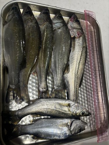 セイゴ（マルスズキ）の釣果