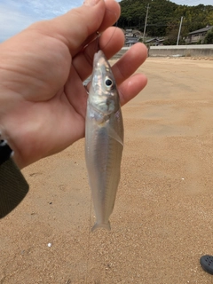 シロギスの釣果