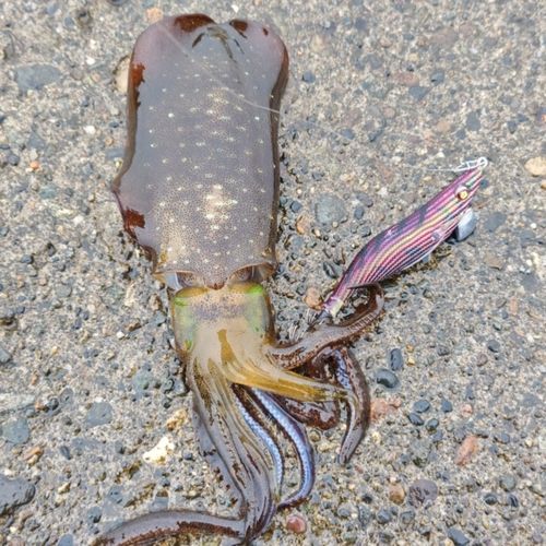 アオリイカの釣果