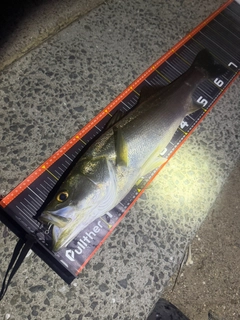 マルスズキの釣果