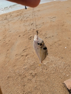 ヒイラギの釣果