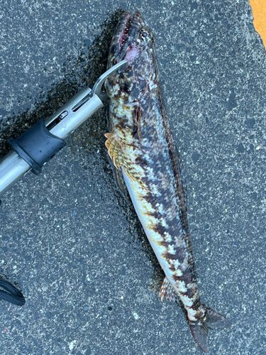 エソの釣果