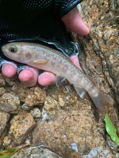 イワナの釣果