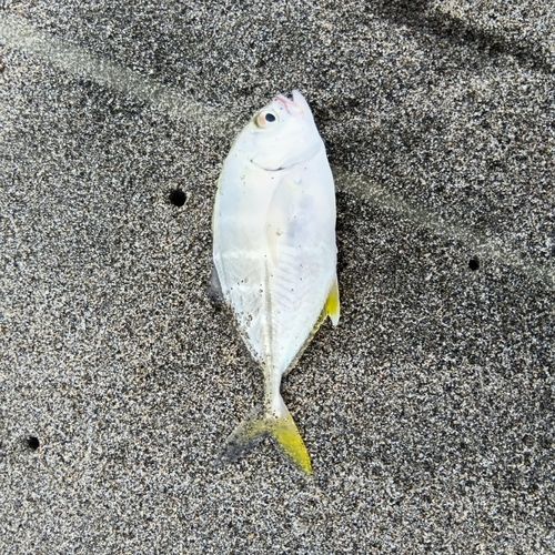 メッキの釣果