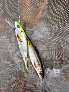 アユの釣果